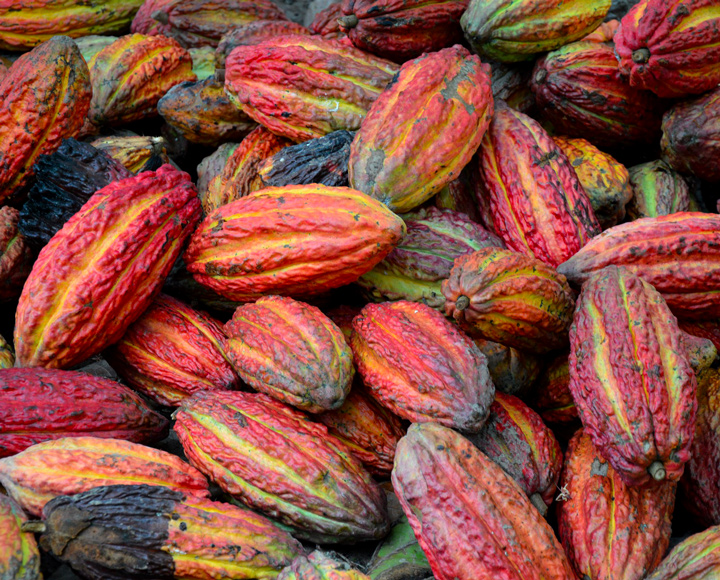 Fèves de cacao de l’île de Madagascar pour fabriquer le chocolat dans les Pâtisseries-Chocolateries Sébastien Brocard